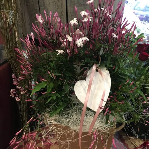 pianta di gelsomino a domicilio con cosaporto