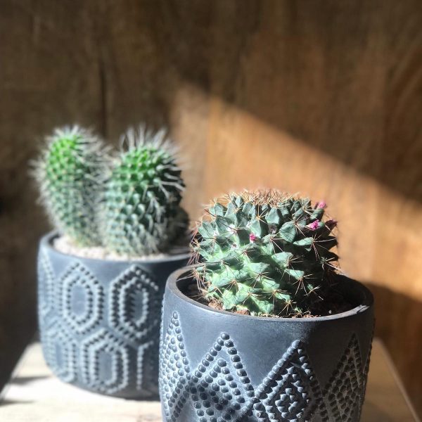 Cactus su Cosaporto.it