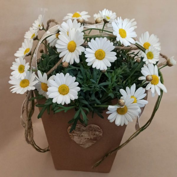 Piantina di margheritine Fiorile consegna a domicilio con cosaporto