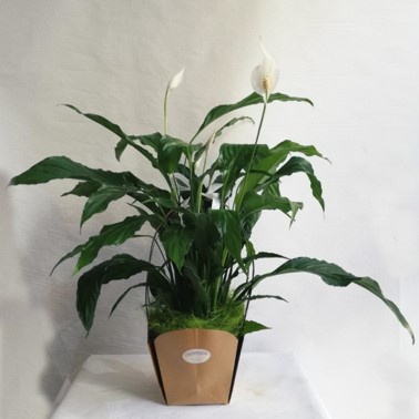 consegna a domicilio pianta da interno copenaghen fiorillusion cosaporto