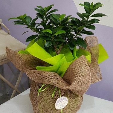 Consegna a domicilio Kanagawa Fiorillusion Cosaporto