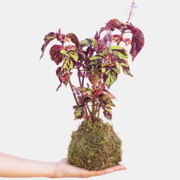 Kokedea Fioreria Cuccagna a domicilio con Cosaporto.