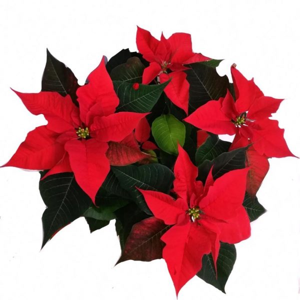 stella di natale a domicilio cosaporto