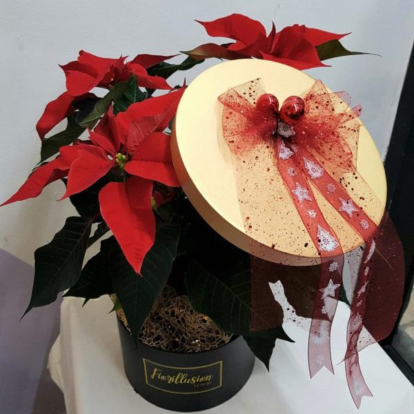 cosaporto stella di natale in box luxury