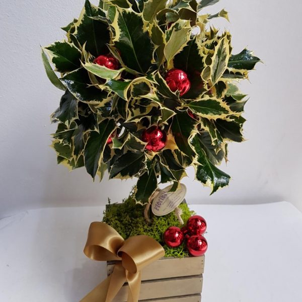 agrifoglio a domicilio cosaporto