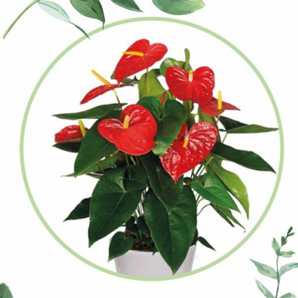 Anthurium-DVVERDE-cosaporto