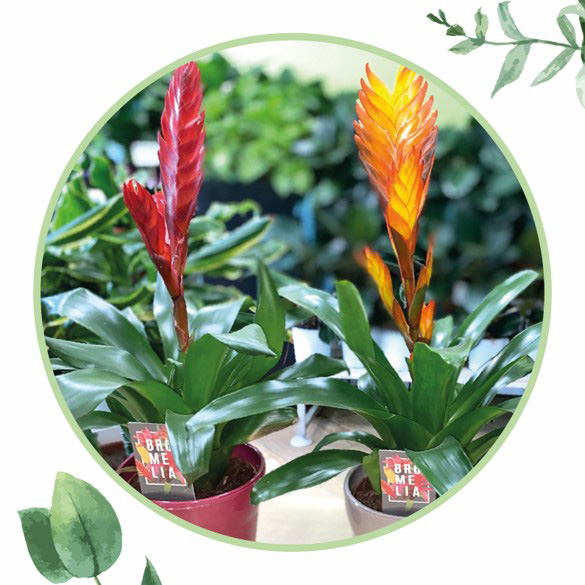 Bromelia-DVVERDE-cosaporto_edited