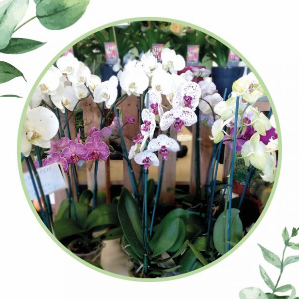 Orchidea dv verde cosaporto