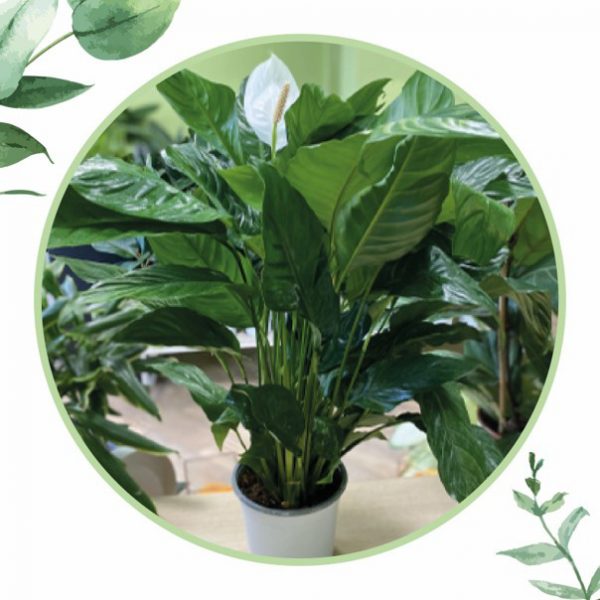 Spatifilium-DVVERDE-cosaporto