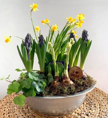 Composizione di piante e bulbi in vaso di latta di Frida's Roma a domicilio con cosaporto.it