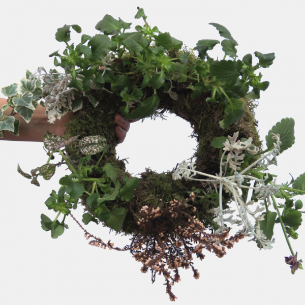 Ghirlanda vivente fioreria cuccagna a domicilio con cosaporto