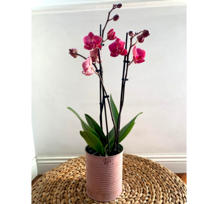 Orchidea a 3 rami in vaso latta a domicilio con cosaporto.it roma