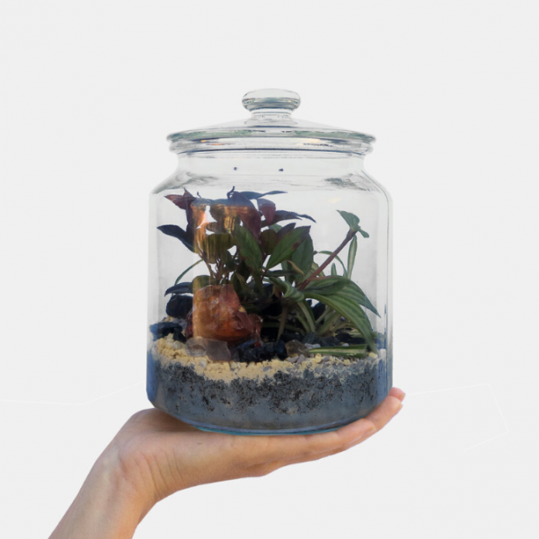 Terrari chiusi di fioreria cuccagna a domicilio con cosaporto.