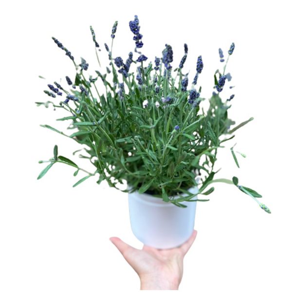 Pianta di lavanda in vaso di ceramica Fridas consegna a domicilio con cosaporto