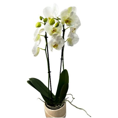 Orchidea in vaso in ceramica Frida's consegna a domicilio con Cosaporto.it