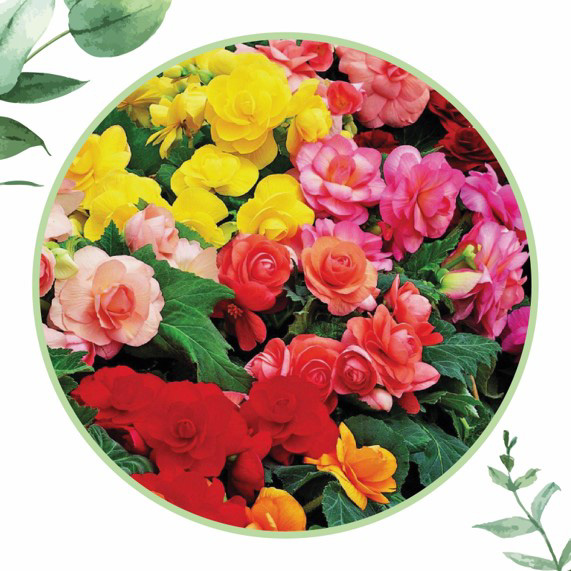 begonia_dvverde_cosaporto