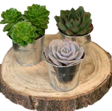 Tris piante grasse Frida's Roma ordina online su cosaporto.it