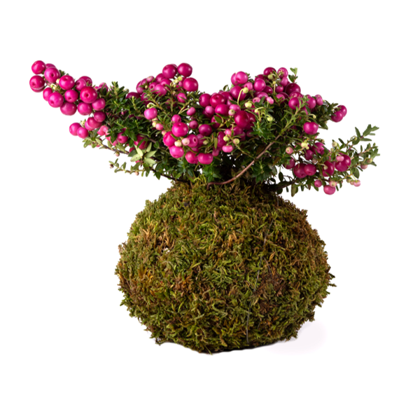 pernettya_le koke di cinthia_cosaporto