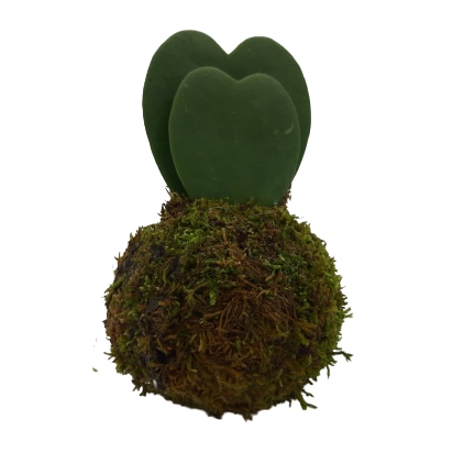 hoya-kokedama-consegna-domicilio-cosaporto