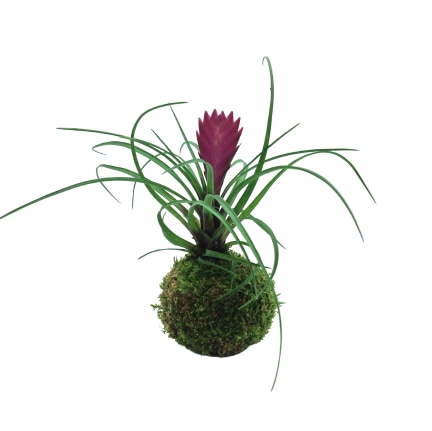 tillandsia-kokedama-consegna-domicilio-cosaporto