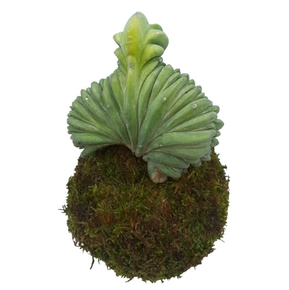 Myrtillocactus di Le Koke di Cinthia consegna a domicilio con Cosaporto