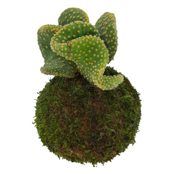 Opuntia di Le Koke di Cinthia consegna a domicilio con Cosaporto