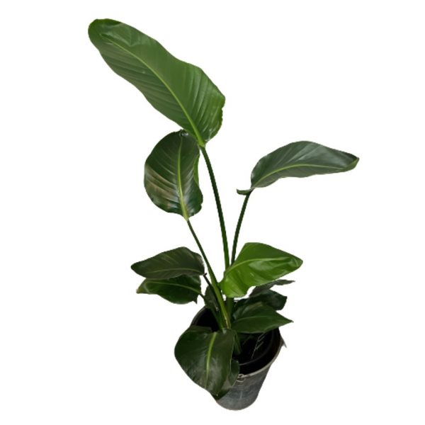 Pianta di Strelitzia con/senza vaso di zinco consegna a domicilio con cosaporto