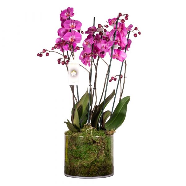 Orchidea "Darsena 3" Orchideemilano.it consegna a domicilio con Cosaporto.it