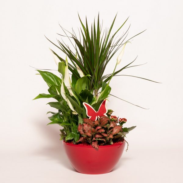 Composizione di Piante decorative in Vaso Piantala consegna a domicilio con Cosaporto