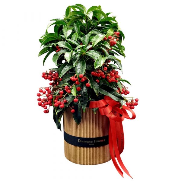 Ardisia consegna a domicilio con cosaporto.it