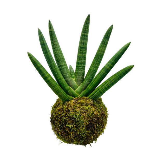 Kokedama di Sansevieria Cylindrica consegna a domicilio con cosaporto