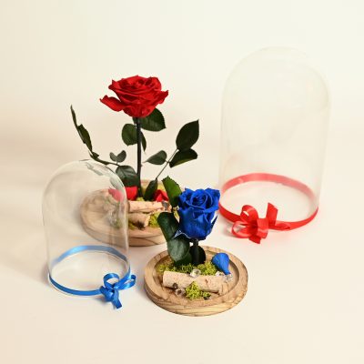 Rosa eterna in campana di vetro - Piantala consegna a domicilio con Cosaporto