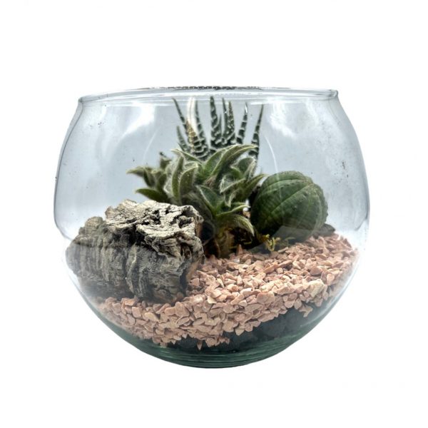Boule con Terrarium di Piante Grasse - Le Koke di Cinthia