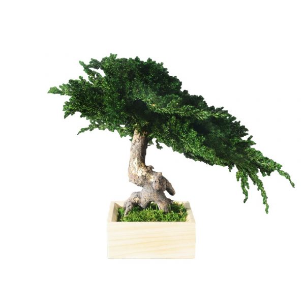 Bonsai "FengShui" Stabilizzato Antonia Flowers consegna a domicilio con cosaporto